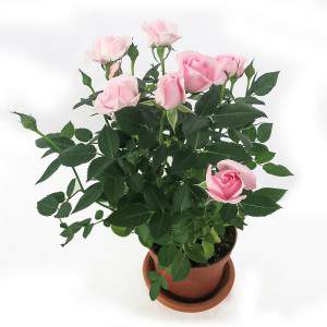 Vase plante rose rouge 11cm