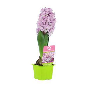 Hyacinth Hyacinthus dans un vase rose fleuri