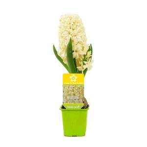 Giacinto Hyacinthus in vaso giallo fiorito