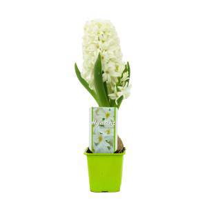 Giacinto Hyacinthus in vaso bianco fiorito