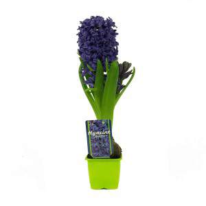 Hyazinthe Hyazinthe im blauen Blumentopf