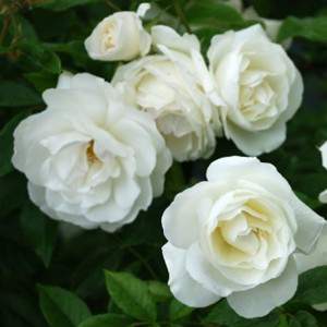 Wazon z białą różą 11 cm