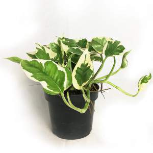 POTHOS EPIPREMNUM N-JOY ELLER SCINDAPSUS