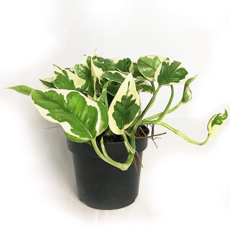 POTHOS EPIPREMNUM N-JOY VASO 12cm POTHOS EPIPREMNUM N-JOY VASO 12cm