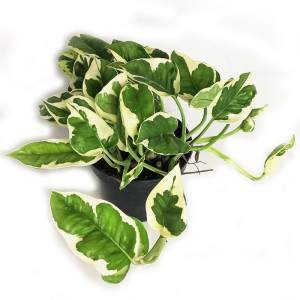 POTHOS EPIPREMNUM N-JOY VASO 12cm