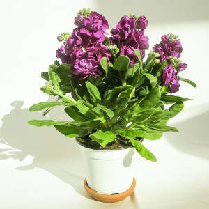 VIOLACIOCCA ELLER MATTHIOLA INCANA vas 14cm