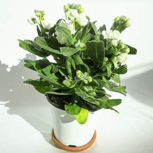 MATTHIOLA INCANA vase 14cm white