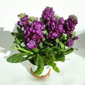 VIOLACIOCCA vase 14cm violet
