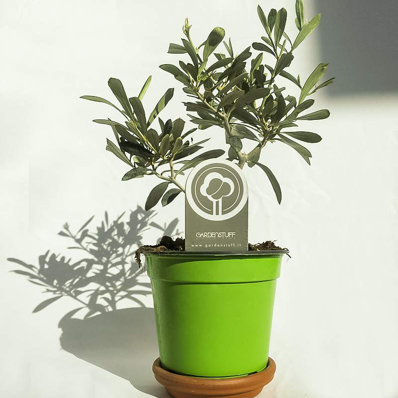 Ulivo o Olea europaea vaso Ulivo o Olea europaea vaso