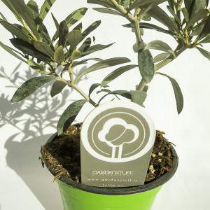 Olive tree or Olea europaea vase