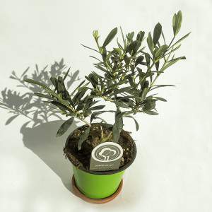 Wazon z drzewa oliwnego lub Olea europaea