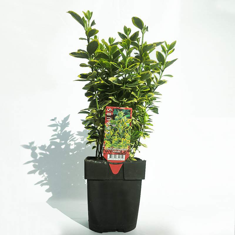 WAZON EUONYMUS 17cm