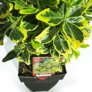 EUONYMUS VASE 17cm
