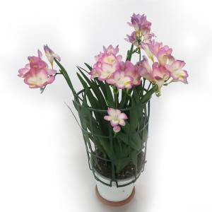 Hospitalidad discreción compromiso Freesia - Planta bulbosa de Freesia en maceta de 14cm - GardenStuff Hospitalidad discreción compromiso Freesia - Planta bulbosa de Freesia en maceta de 14cm - GardenStuff