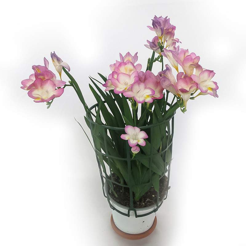 Fresia Vaso 14cm rosa Fresia Vaso 14cm rosa