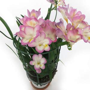 Freesia - Freesia krukväxt