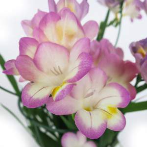 Freesia - Freesia krukväxt