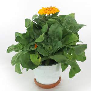 CALENDULA OFFICINALIS VAAS 14cm geel