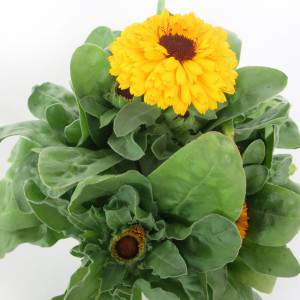 CALENDULA OFFICINALIS VASE 14cm jaune