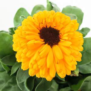 CALENDULA OFFICINALIS VASO 14cm giallo