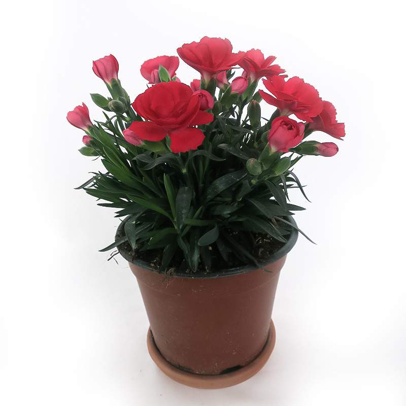 GAROFANO RED VASE 14cm