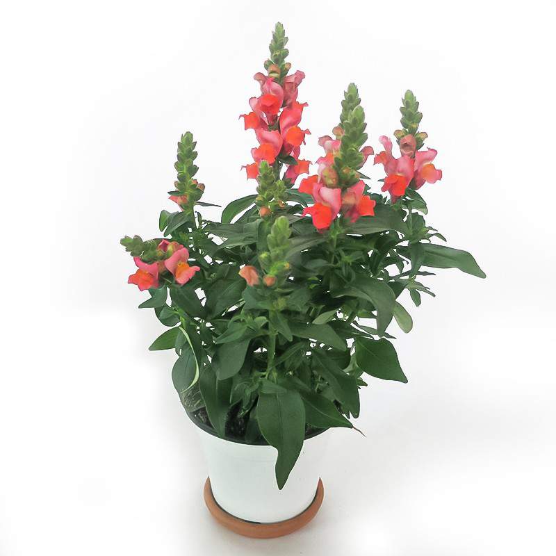 BOCCA DI LEONE VASO 14cm FIORE ROSSO