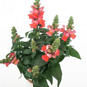 HUNDEMUND 14cm VASE ROTE BLUME