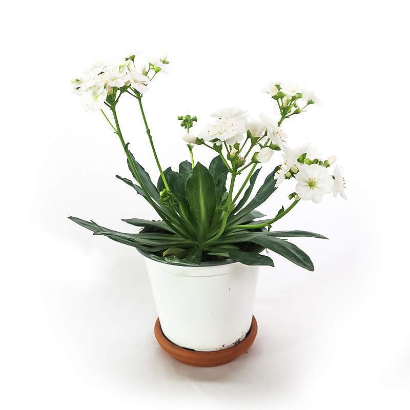 Lewisia Vase 14cm weiße Blume