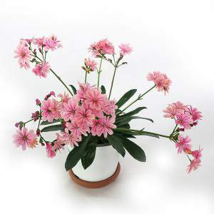 Vaso Lewisia flor rosa de 14cm