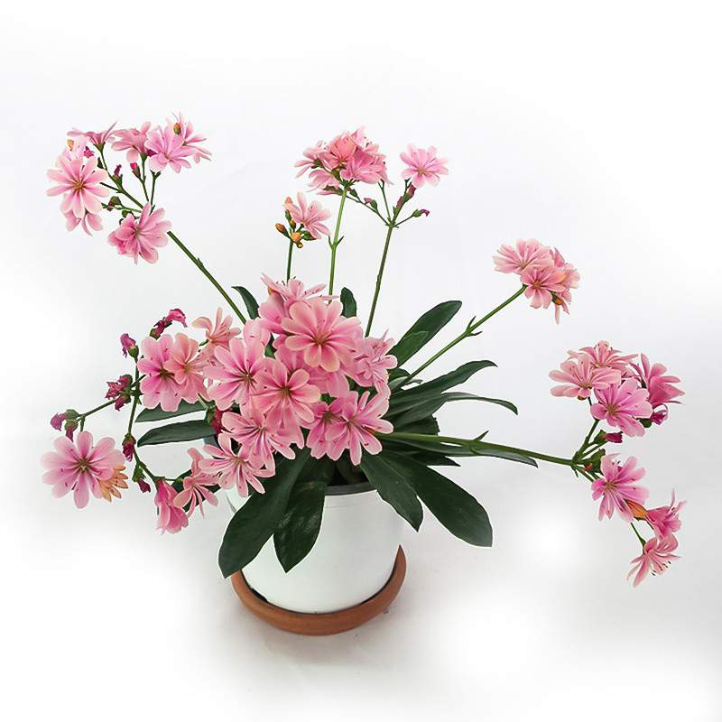 Lewisia vaas 14cm roze bloem