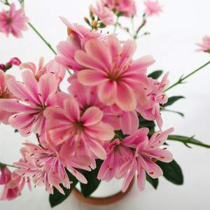 Lewisia vaso 14cm fiore rosa