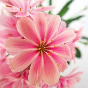 Lewisia vaas 14cm roze bloem