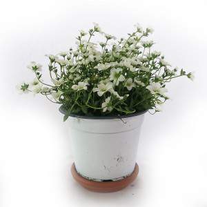 Vaso SASSIFRAGA 14 cm branco