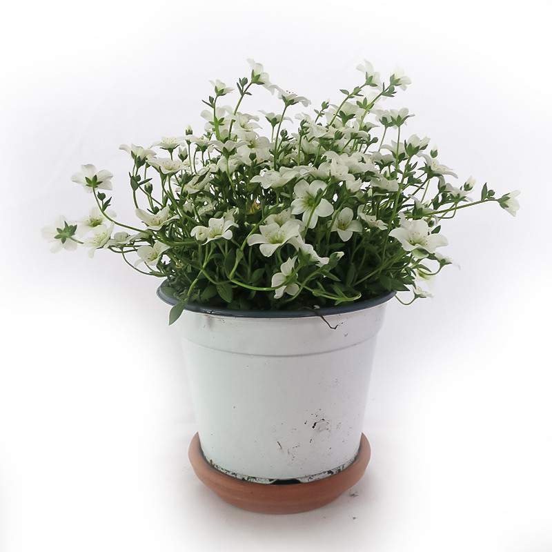 Vase SASSIFRAGA 14 cm blanc