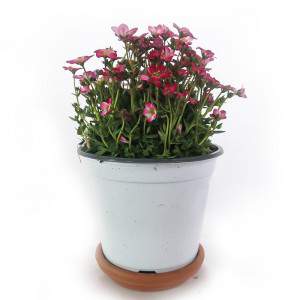 vase à fleurs saxifrage rose 14 cm blanc