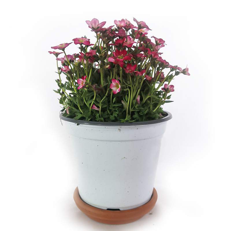 fiore rosa di SASSIFRAGA vaso 14 cm bianca fiore rosa di SASSIFRAGA vaso 14 cm bianca