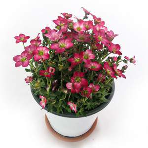 vaso de flor saxifrage branco 14 cm branco