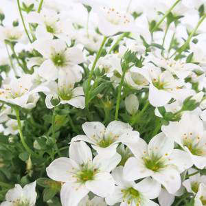 fiore bianco di SASSIFRAGA vaso 14 cm bianca