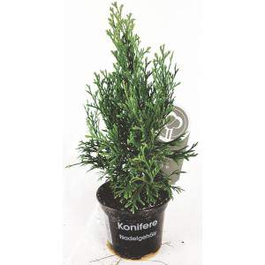 Nadelbaum Thuja Blumentopf 9cm