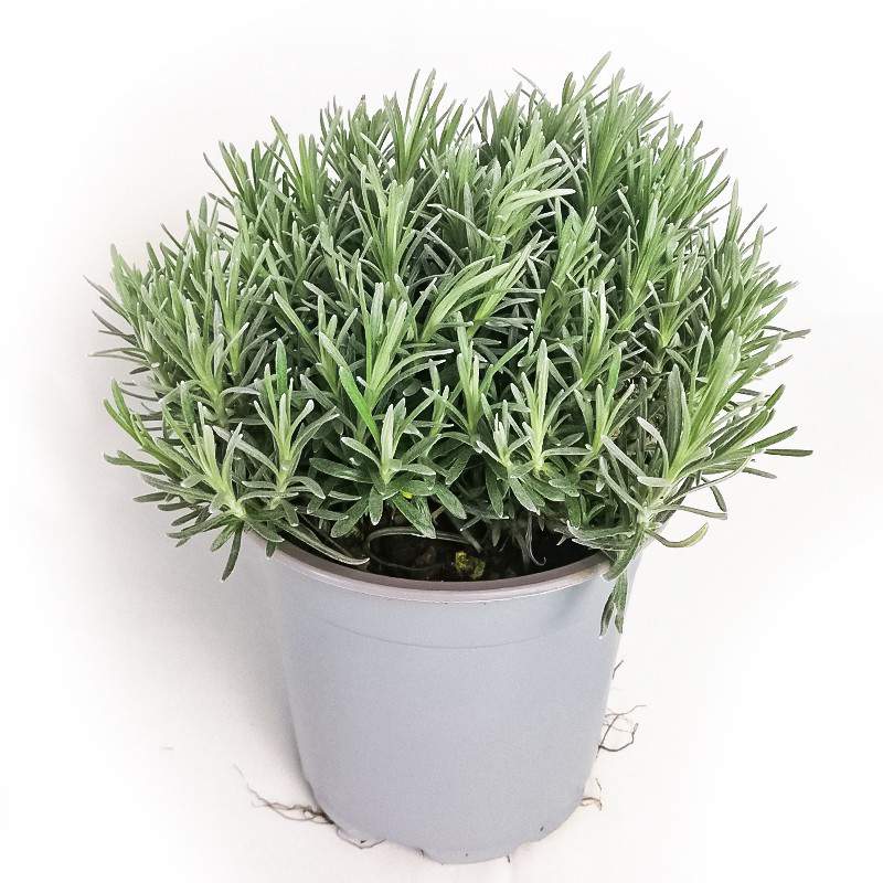 HELICRISO WAZON Z LIKRECJI 14cm HELICRISO WAZON Z LIKRECJI 14cm