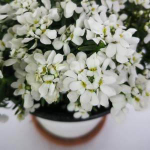 Iberis sempervirens vaas 14cm