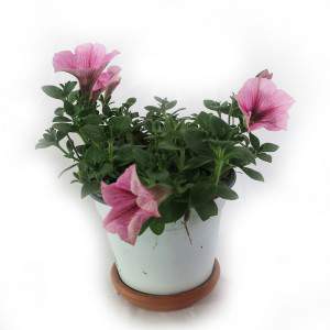 POTUNIA VAAS 14 cm roze