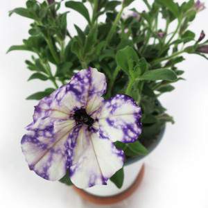 JARRON POTUNIA 14 cm jaspeado violeta