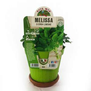 VASE HERBE MELISSA OU CITRON 14 cm