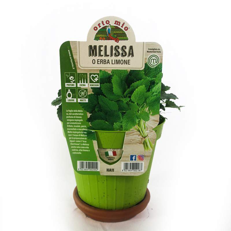 MELISSA O ERBA LIMONE VASO 14 cm MELISSA O ERBA LIMONE VASO 14 cm