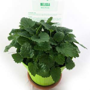 MELISSA OFFICINALIS VASO 14 cm