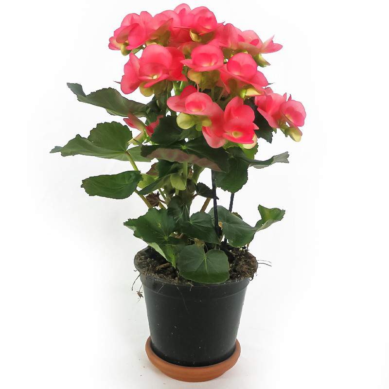 BEGONIA ELATIOR WAZON 14 CM różowy