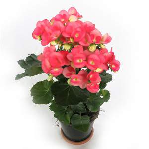 BEGONIA ELATIOR WAZON 14 CM różowy