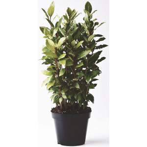 Laurel nobilis flowerpot