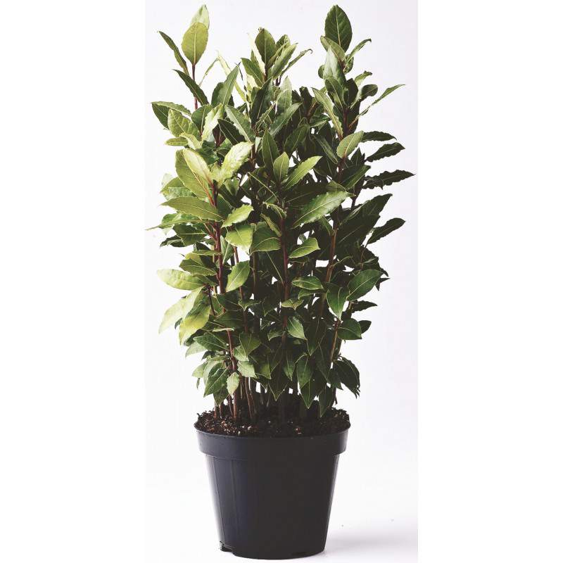 Alloro nobilis in vaso Alloro nobilis in vaso